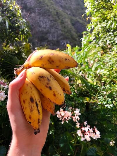 Grand Bassin bananas at waterfall hike