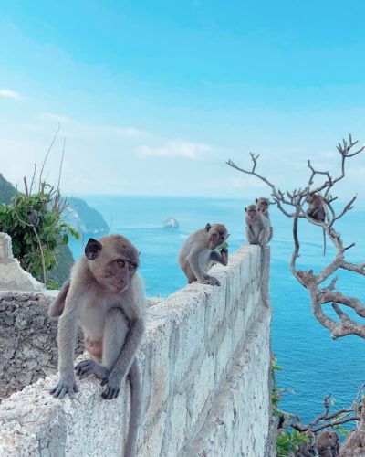 Monkeys in Nusa Penida